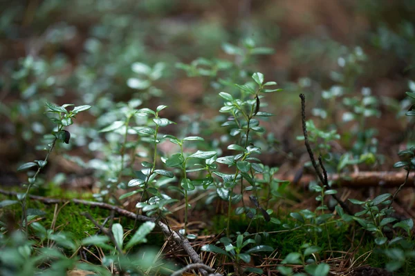 Green plants for your design — Stock Photo, Image