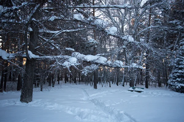 Bella foresta invernale — Foto Stock