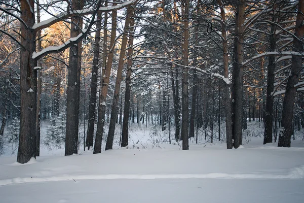 Beautiful winter forest — Stock Photo, Image