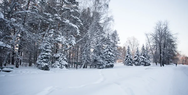 Beautiful winter forest — Stock Photo, Image