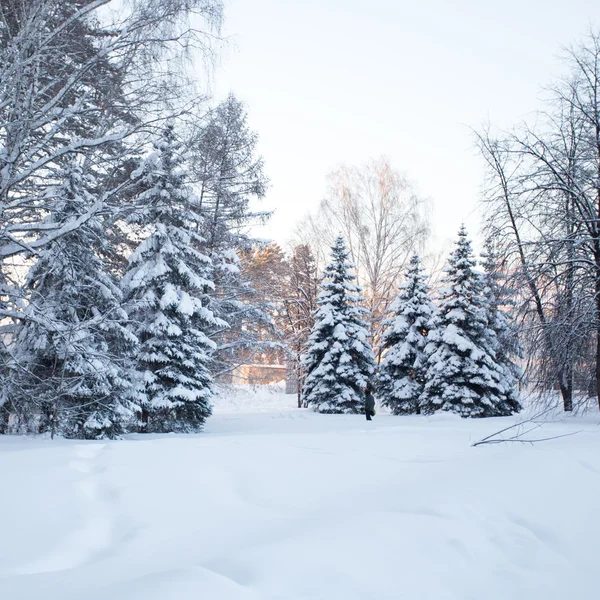 Bela floresta de inverno — Fotografia de Stock