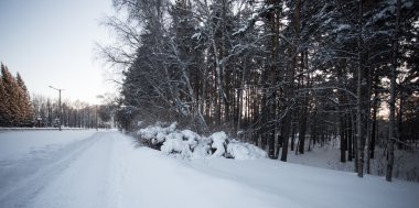 Güzel Kış Ormanı