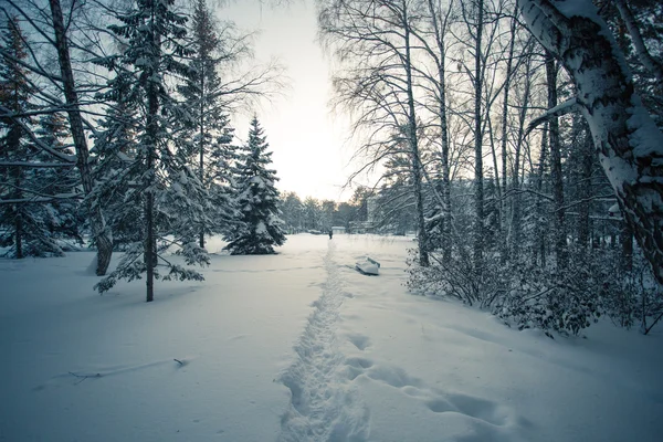 Güzel Kış Ormanı — Stok fotoğraf