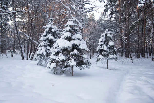 Bella foresta invernale — Foto Stock