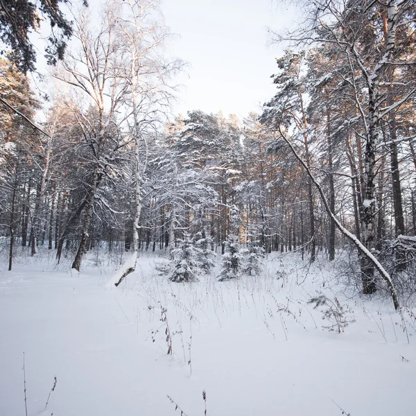 Beautiful winter forest — Stock Photo, Image