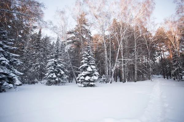 Vacker vinterskog — Stockfoto