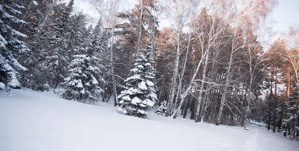 Vacker vinterskog — Stockfoto