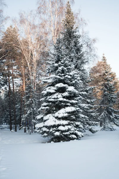 Beautiful winter forest — Stock Photo, Image