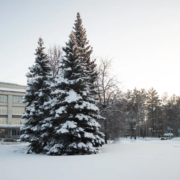 Bella foresta invernale — Foto Stock