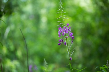 Tasarımınız için güzel çiçek