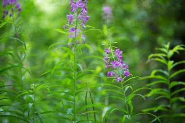 Tasarımınız için güzel çiçek