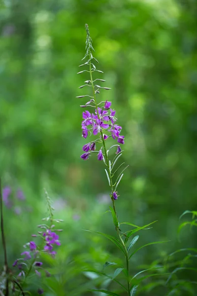 Schöne Blume für Ihr Design — Stockfoto