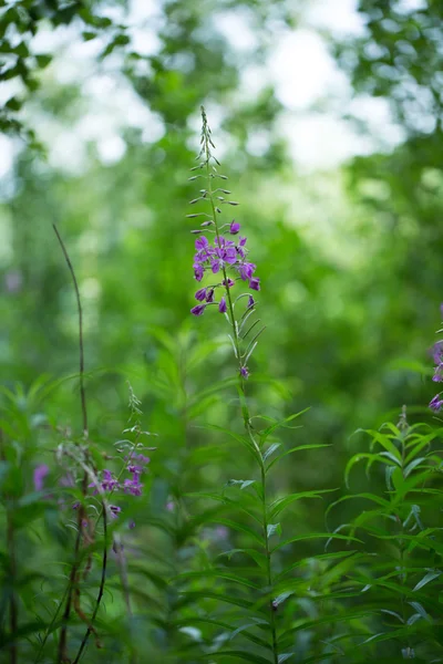 Schöne Blume für Ihr Design — Stockfoto