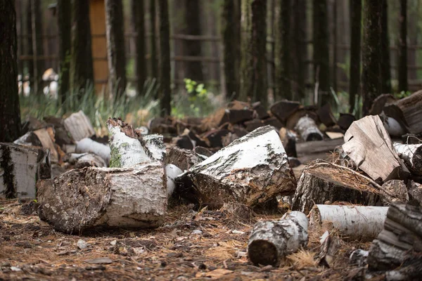 Felled tree lying in the grass — Stock Photo, Image