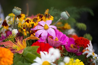 Tasarımınız için renkli çiçekler