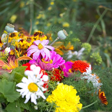 Tasarımınız için renkli çiçekler