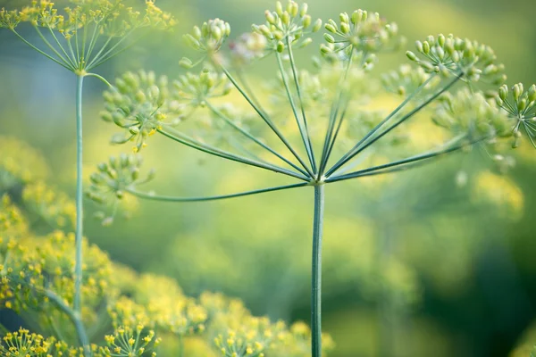 Green plants for your design — Stock Photo, Image