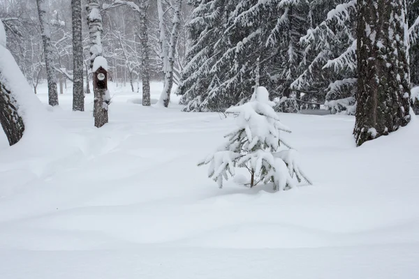 Birdhouse in the winter forest — Stock Photo, Image