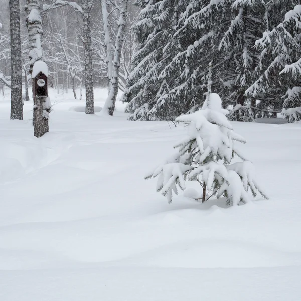 Birdhouse in the winter forest — Stock Photo, Image