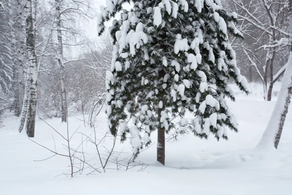 Zauberhafter Winterwald — Stockfoto