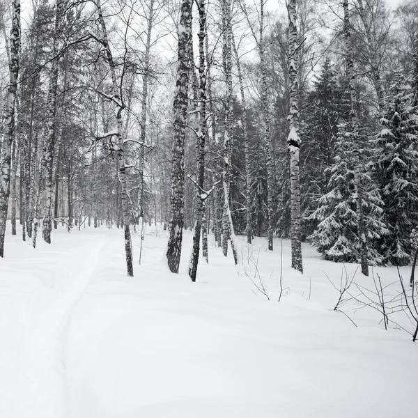 마법의 겨울 숲 — 스톡 사진