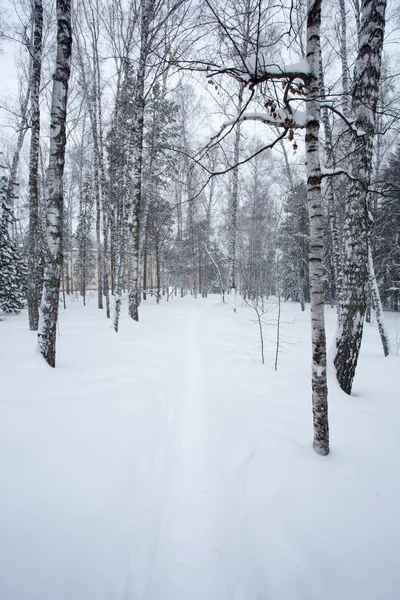 Magica foresta invernale — Foto Stock