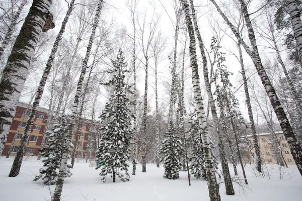 Magica foresta invernale — Foto Stock