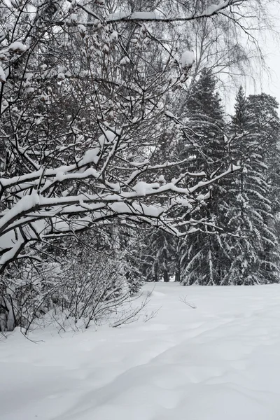 Magica foresta invernale — Foto Stock