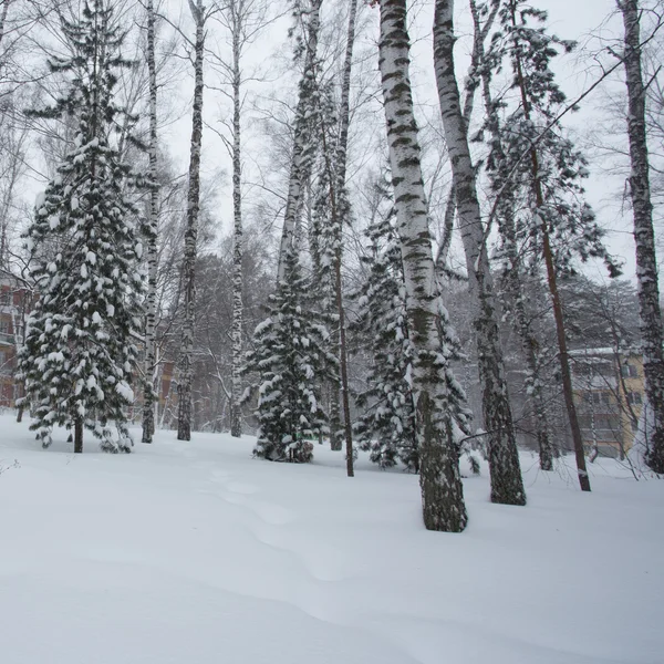 Magica foresta invernale — Foto Stock