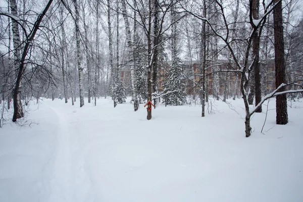 Magical winter forest