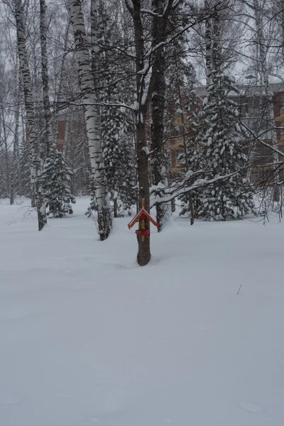 Magical winter forest