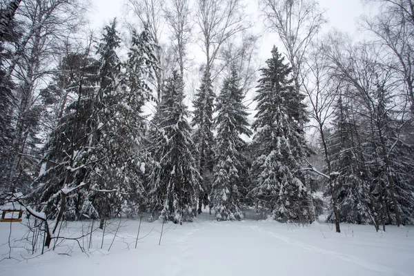 Magiska vinter skog — Stockfoto