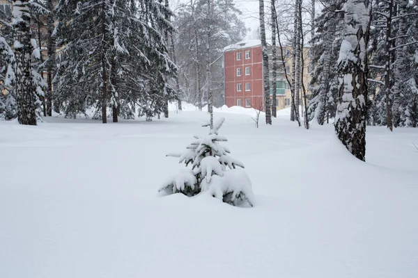 Magica foresta invernale — Foto Stock