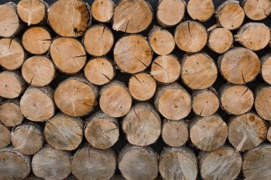 Duvar kesilen ağaçların