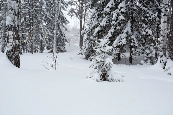 Magical winter forest