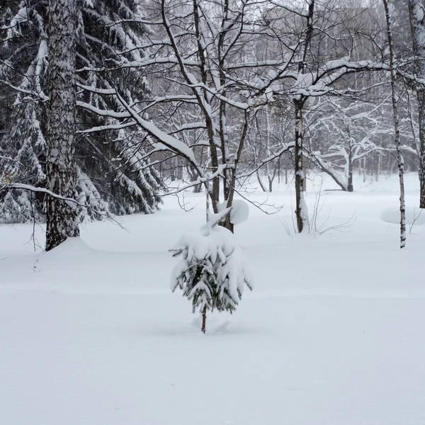 Magica foresta invernale — Foto Stock