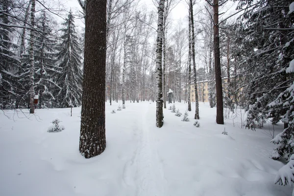 Zauberhafter Winterwald — Stockfoto