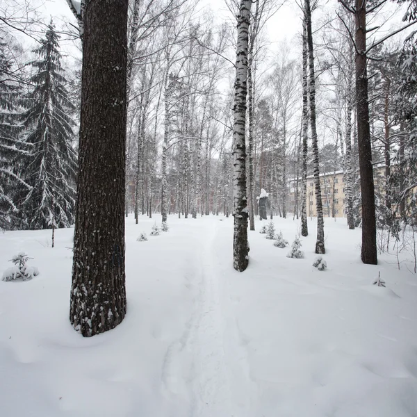 Zauberhafter Winterwald — Stockfoto