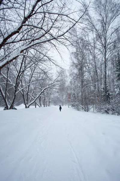 Magica foresta invernale — Foto Stock