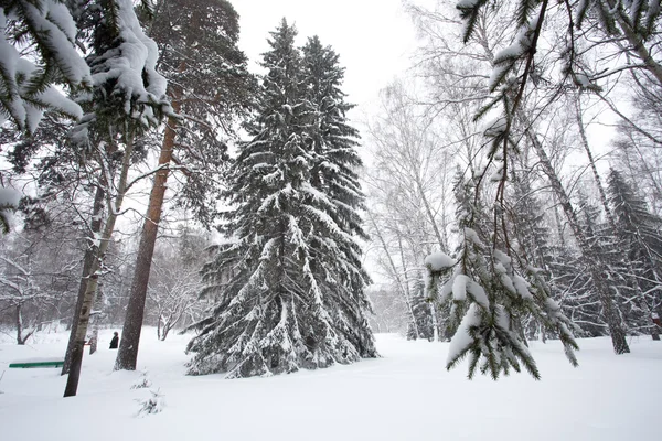 Magiska vinter skog — Stockfoto