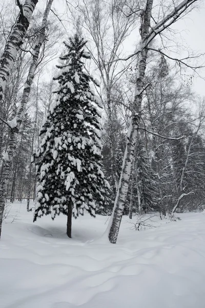 Sihirli kış orman — Stok fotoğraf