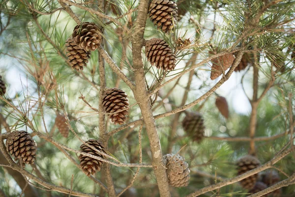 Coni su un albero — Foto Stock