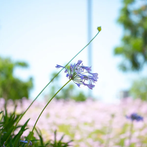 Carte poștală florală pentru design — Fotografie, imagine de stoc