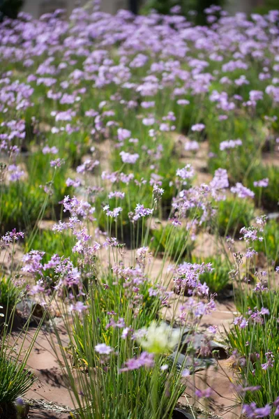 Floral briefkaart voor uw ontwerp — Stockfoto