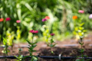 tasarımınız için çiçek kartpostal