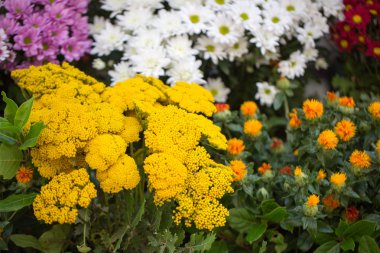 tasarımınız için çiçek kartpostal