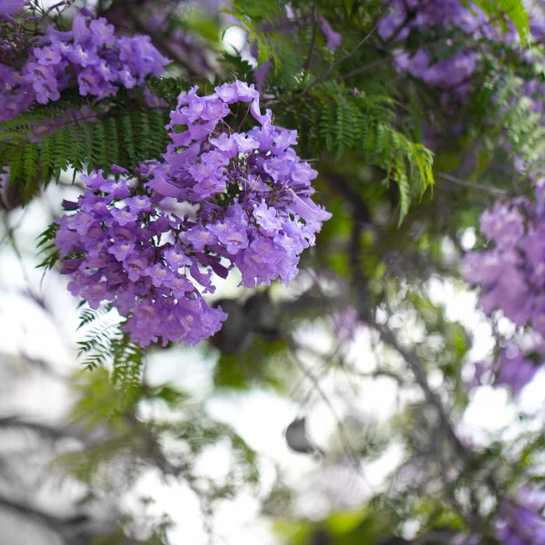 Floral postcard for your design — Stock Photo, Image