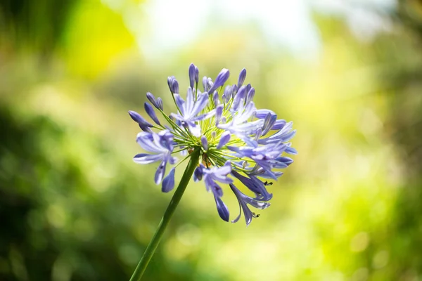 あなたの設計の花のポストカード — ストック写真