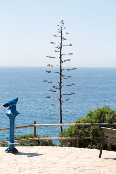 Árbol solitario junto al mar — Foto de Stock