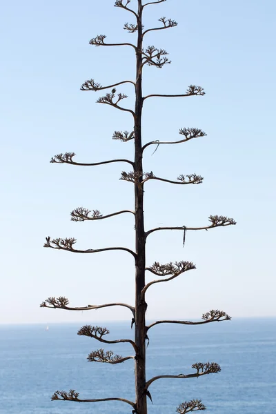 Magányos fa a háttérben a tenger — Stock Fotó